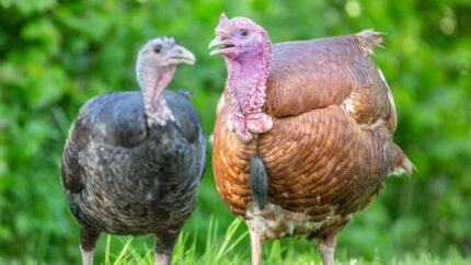Adopt A Turkey - Digital Or Physical Package | Wowcher