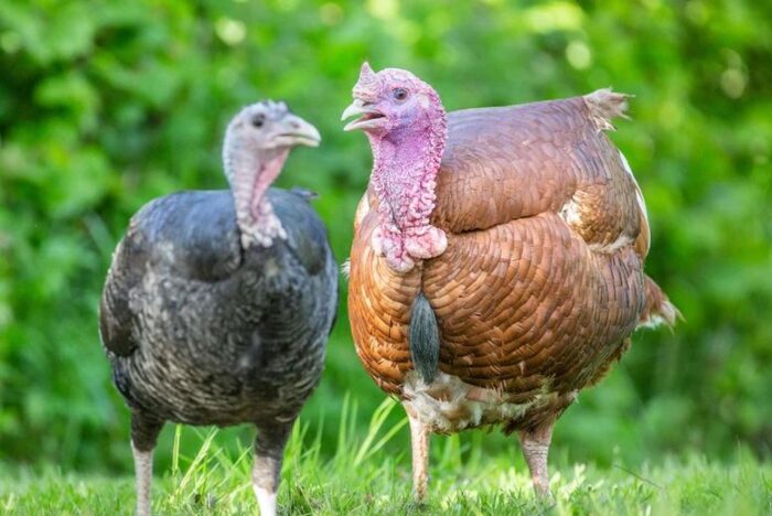 Adopt A Turkey - Digital Or Physical Package | Wowcher