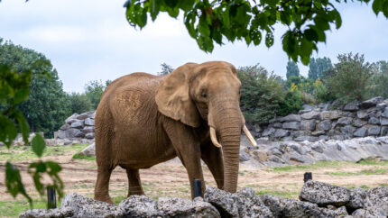 Colchester Zoo Entry Tickets & 4* Delta Marriott Stay for 2: Breakfast & Spa Access - Colchester Essex | Wowcher