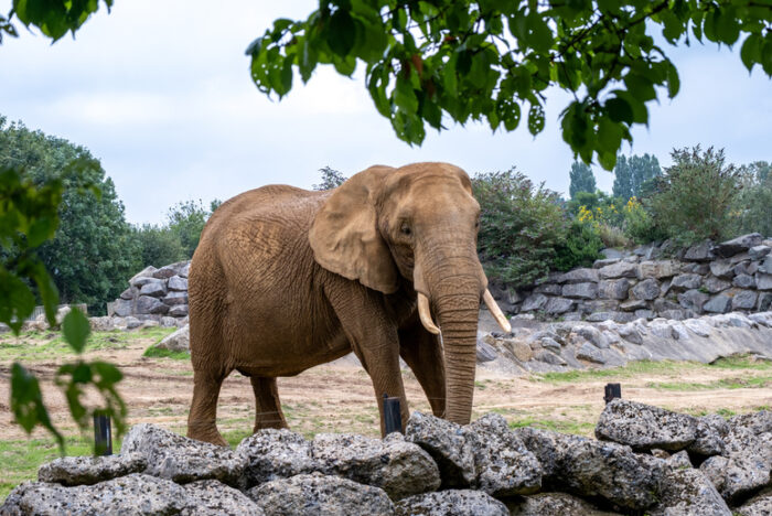 Colchester Zoo Entry Tickets & 4* Delta Marriott Stay for 2: Breakfast & Spa Access - Colchester Essex | Wowcher