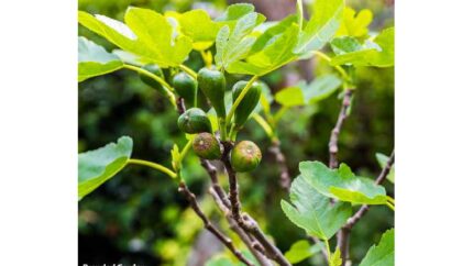 Fig Tree 'Brown Turkey' - Hardy Outdoor Fruit Plant, 3 Litre Pot | Wowcher