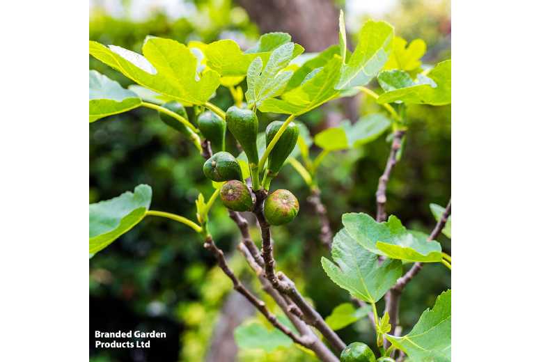 Fig Tree 'Brown Turkey' - Hardy Outdoor Fruit Plant, 3 Litre Pot | Wowcher