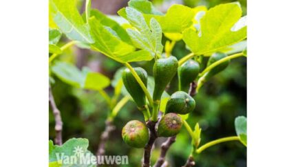 Luscious Fig 'Brown Turkey' Plant Duo | Wowcher