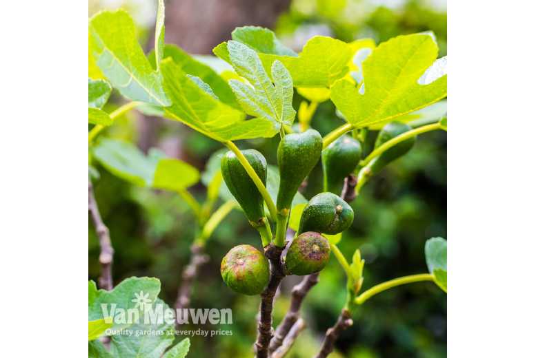 Luscious Fig 'Brown Turkey' Plant Duo | Wowcher